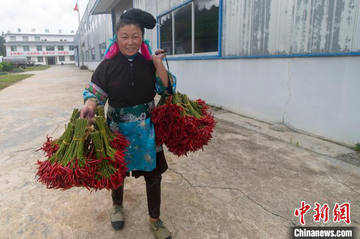 Lada Merah Bawa Kegembiraan Menuai di Guizhou