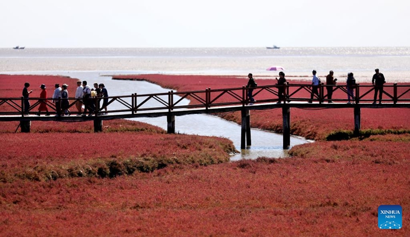 Pantai Merah Honghaitan Tarik Pelancong dengan Landskap Unik