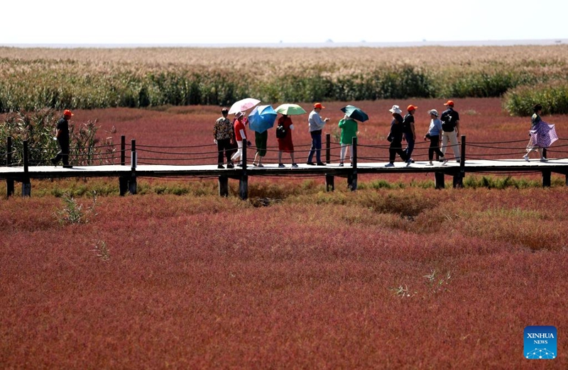 Pantai Merah Honghaitan Tarik Pelancong dengan Landskap Unik