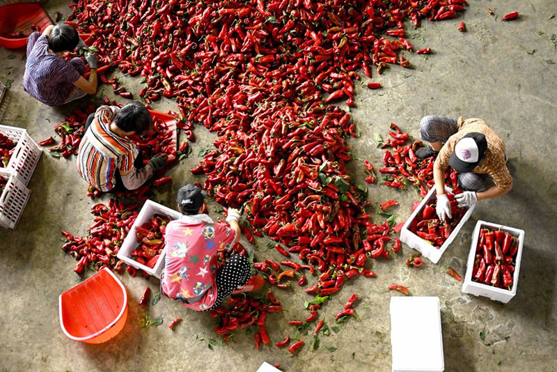 Kaum Tani China Nanti-nantikan Tuaian Melimpah