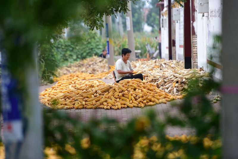 Kaum Tani China Nanti-nantikan Tuaian Melimpah