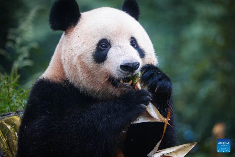 Xiang Xiang yang dilahirkan di Zoo Ueno pada Jun 2017 merupakan anak kepada pasangan panda Shin Shin (betina) dan Ri Ri (jantan). Pasangan itu dipinjamkan oleh negara China, yang juga mempunyai hak ke atas anak-anak panda yang dilahirkan. (Xinhua/Chen Juwei)