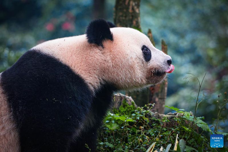 Panda Xiang Xiang Jumpa Orang Ramai di Ya’an
