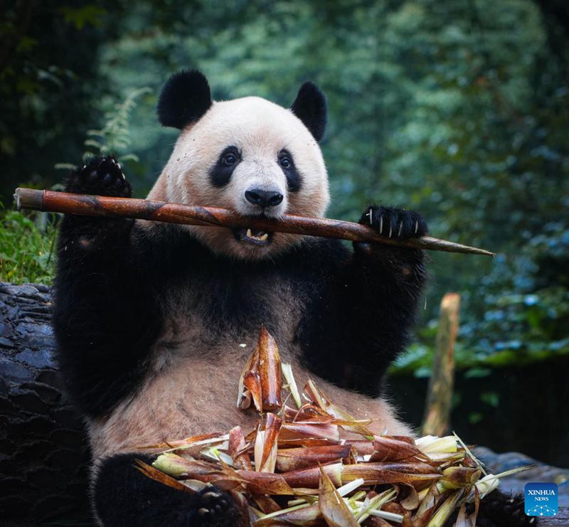 Panda Xiang Xiang Jumpa Orang Ramai di Ya’an