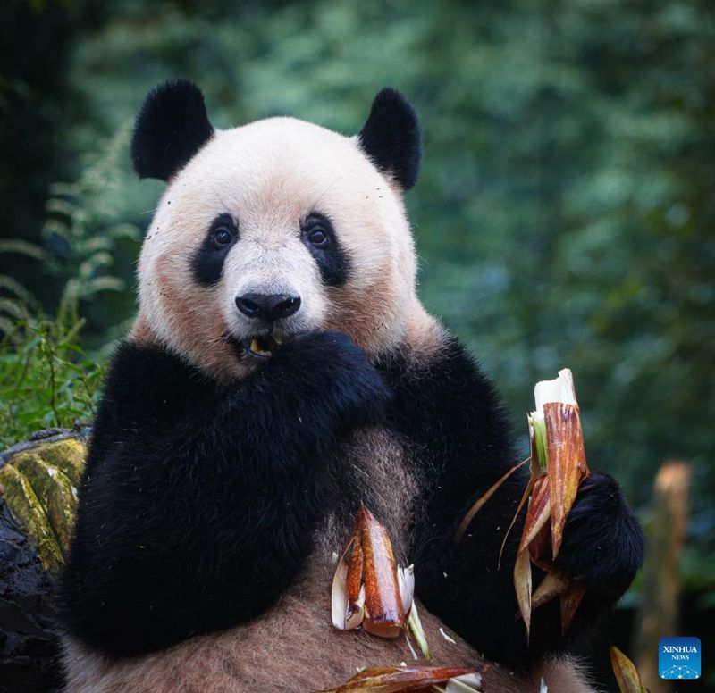 Panda Xiang Xiang Jumpa Orang Ramai di Ya’an