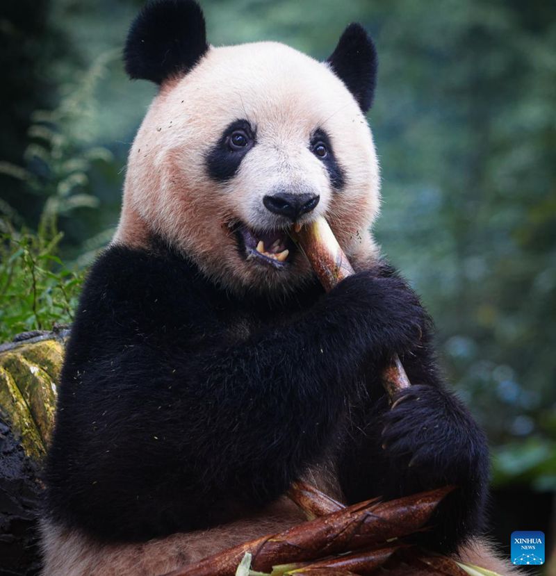 Panda Xiang Xiang Jumpa Orang Ramai di Ya’an