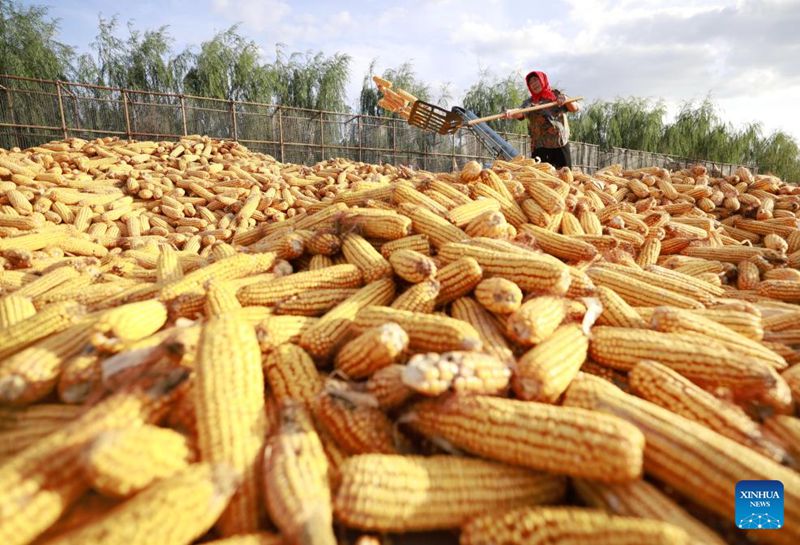 Musim Tuai Jagung di Hebei, Utara China