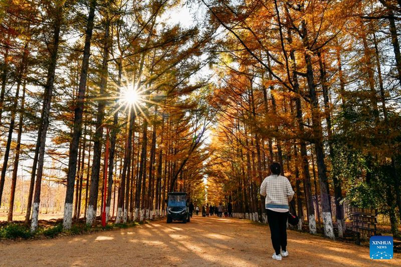 Pengunjung bersiar-siar sambil menikmati pemandangan musim luruh di sebuah taman di Changchun, provinsi Jilin, timur laut China, 19 Oktober 2023. (Xinhua/Xu Chang)