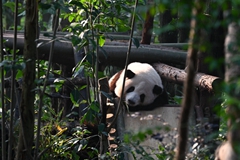 Anak-anak Panda “Baru Dapat Kaki”