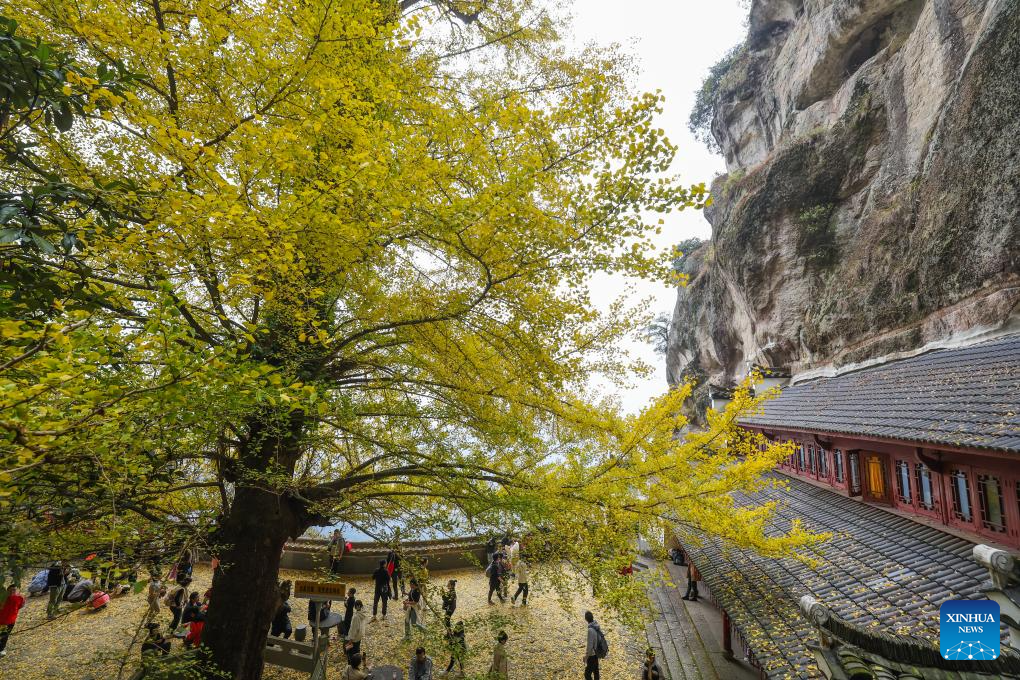 Pengunjung menikmati suasana di bawah sepohon ginkgo tua di kawasan pelancongan Daciyan di bandar Jiande, provinsi Zhejiang, timur China, 26 November 2023. Pokok yang sudah berusia lebih 700 tahun ini menarik kedatangan orang ramai dengan dedaun yang berkilau keemasan. (Xinhua/Xu Yu)