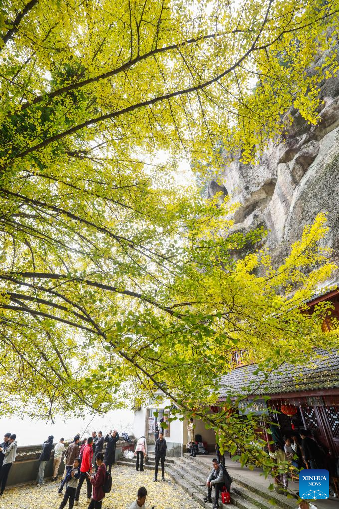 Pengunjung menikmati suasana di bawah sepohon ginkgo tua di kawasan pelancongan Daciyan di bandar Jiande, provinsi Zhejiang, timur China, 26 November 2023. Pokok yang sudah berusia lebih 700 tahun ini menarik kedatangan orang ramai dengan dedaun yang berkilau keemasan. (Xinhua/Xu Yu)