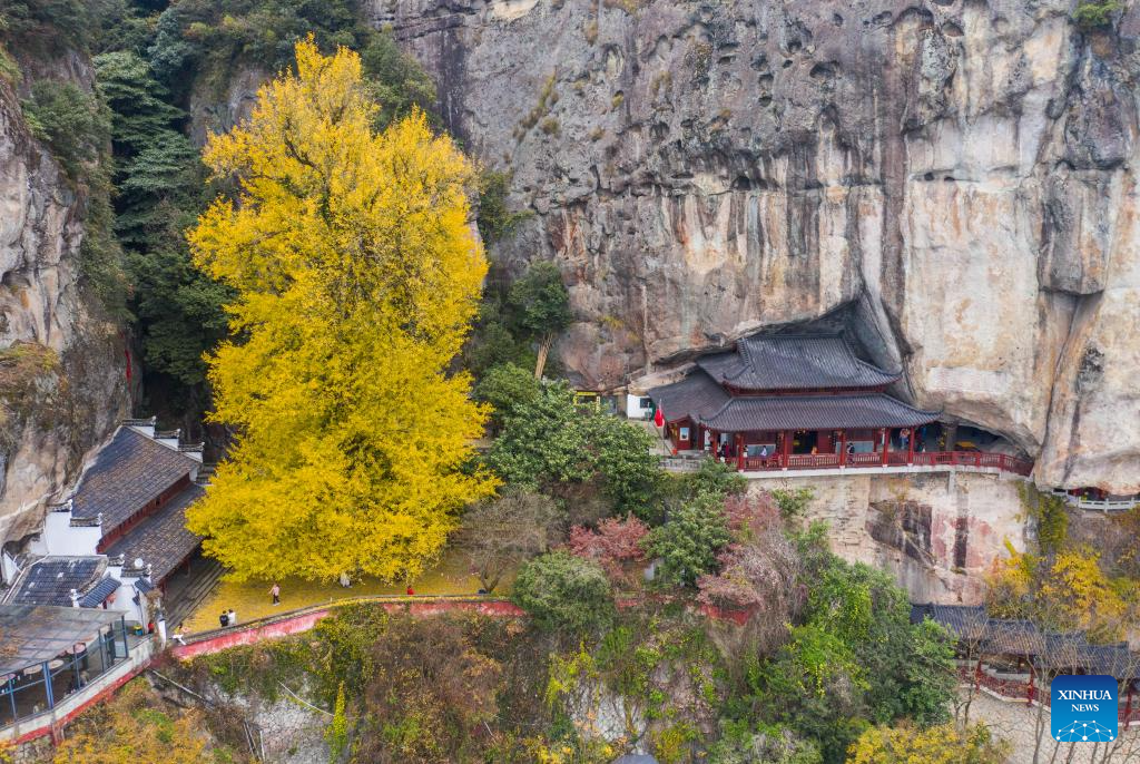 Foto udara yang diambil pada 26 November 2023 ini menunjukkan sepohon ginkgo tua di kawasan pelancongan Daciyan di bandar Jiande, provinsi Zhejiang, timur China. Pokok yang sudah berusia lebih 700 tahun ini menarik kedatangan orang ramai dengan dedaun yang berkilau keemasan. (Xinhua/Xu Yu)
