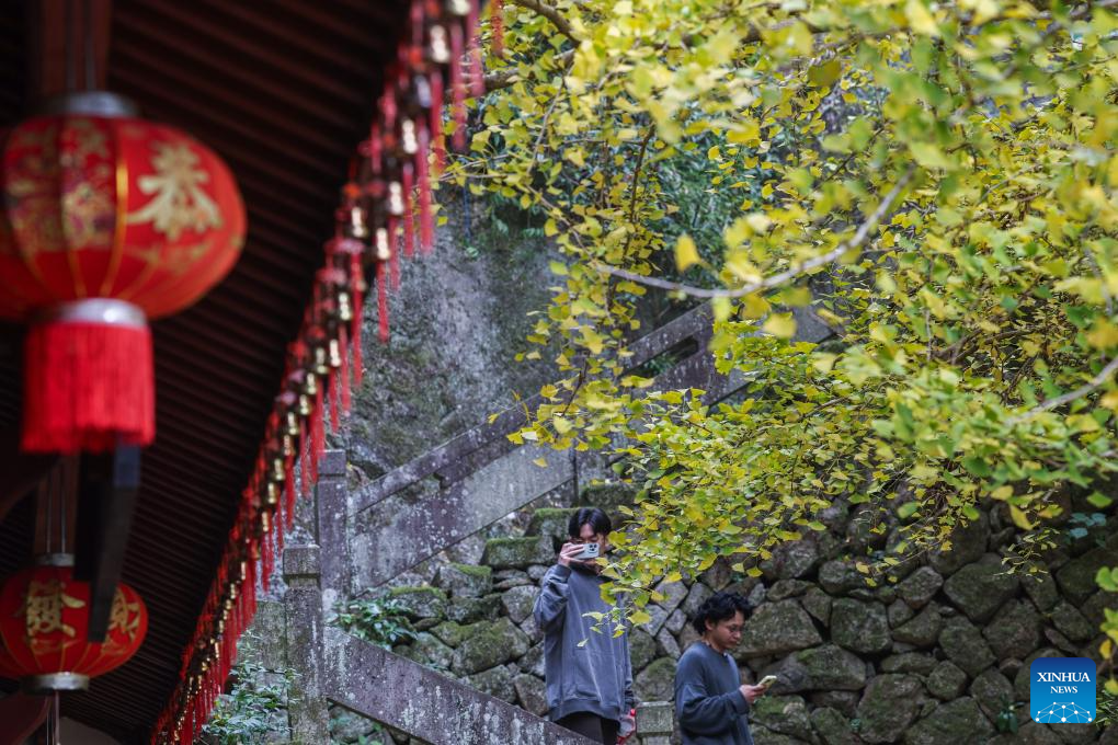 Pengunjung menikmati suasana di bawah sepohon ginkgo tua di kawasan pelancongan Daciyan di bandar Jiande, provinsi Zhejiang, timur China, 26 November 2023. Pokok yang sudah berusia lebih 700 tahun ini menarik kedatangan orang ramai dengan dedaun yang berkilau keemasan. (Xinhua/Xu Yu)