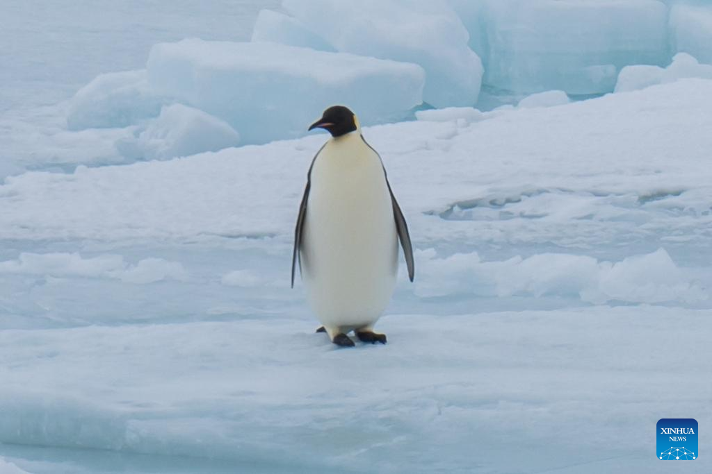 Seekor penguin dirakamkan berhampiran kapal pemecah ais penyelidikan China Xuelong-2 pada 3 Disember 2023. Xuelong-2 dan kapal kargo Tian Hui kini sedang belayar melalui flo ais. (Xinhua/Li Jingshi)
