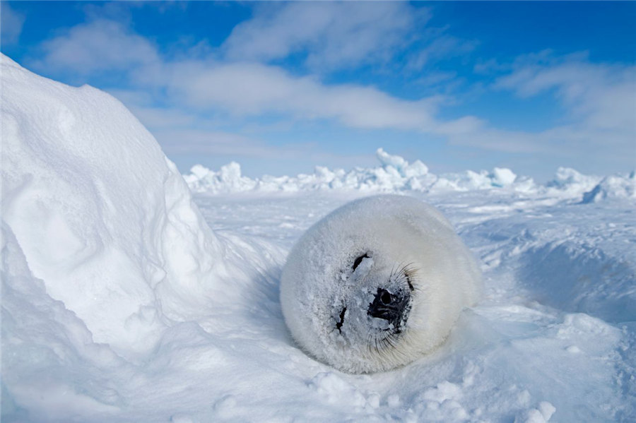 Seekor anjing laut di Kutub Utara. [Foto oleh Xie Jiangguo/cpanet.org.cn]