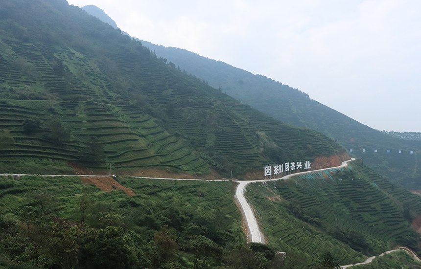 Perkampungan Guangxi Jana Kekayaan dengan Teh