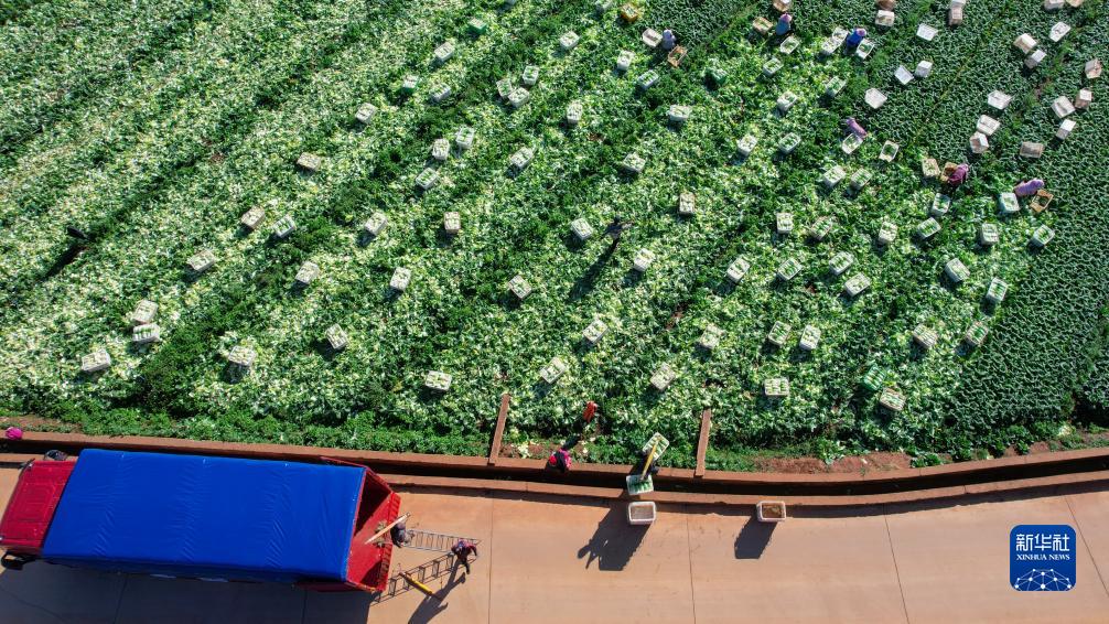 Petani-petani di bandar Qujing, provinsi Yunnan sibuk menuai sayur-sayuran segar pada 18 Disember. (Xinhua/Wang Yong)
