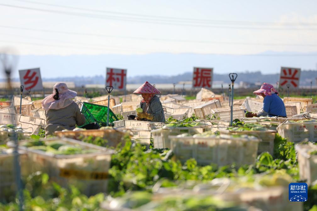 Yunnan Sibuk Bekal Sayur ke Utara China yang Dilanda Kesejukan