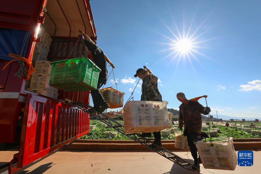 Yunnan Sibuk Bekal Sayur ke Utara China yang Dilanda Kesejukan