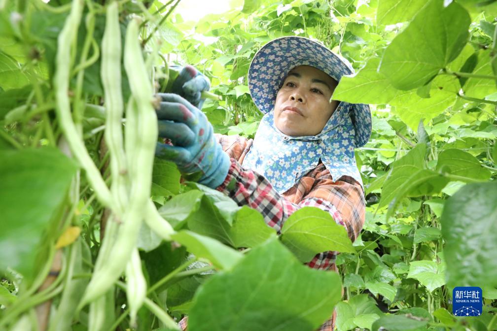 Yunnan Sibuk Bekal Sayur ke Utara China yang Dilanda Kesejukan