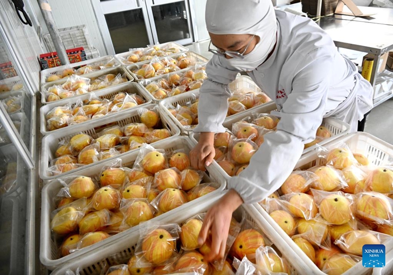 Syarikat Makanan Tradisional Berasaskan Tepung di Shandong Sibuk Penuhi Permintaan Menjelang TBC