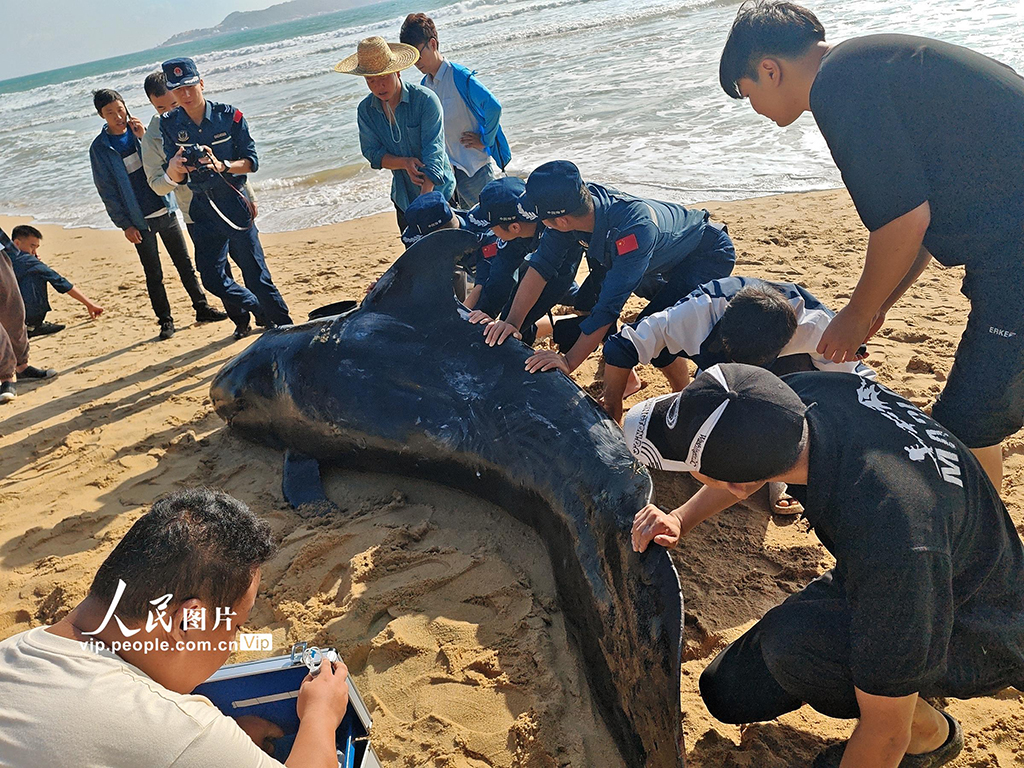 Ikan Paus Terdampar di Sanya Selamat