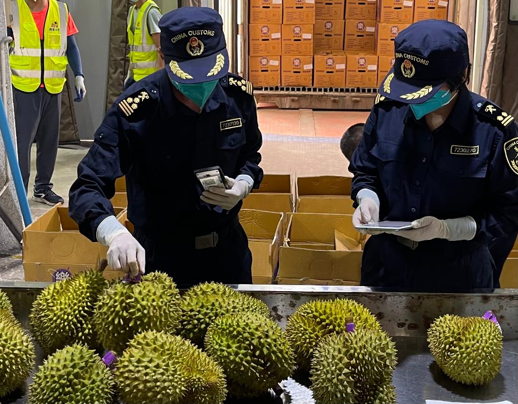 Staf sedang memeriksa durian import di Pintu Sempadan Youyi pada 21 April. (Xinhua/Nie Xinyu)