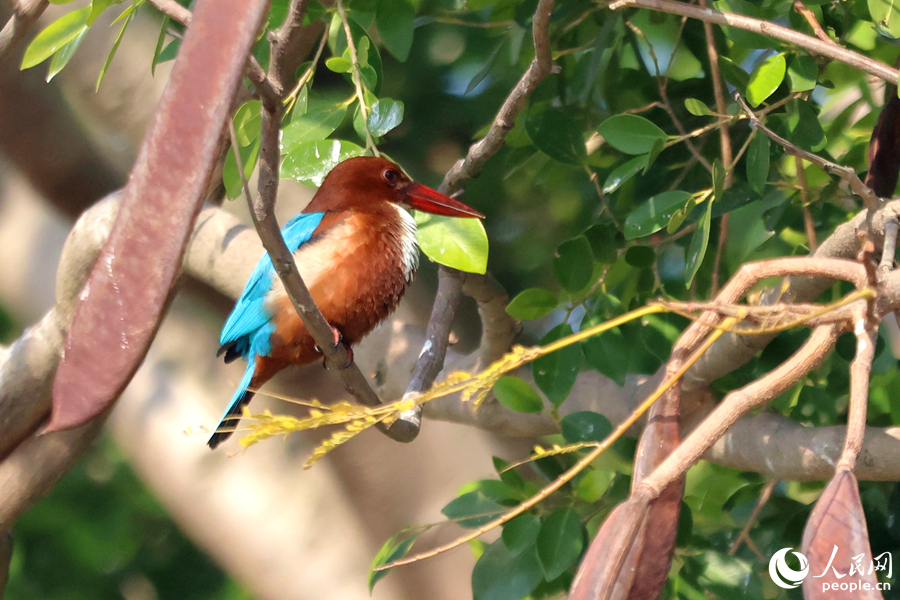 Burung Raja Udang Berleher Putih Dilihat di Xiamen