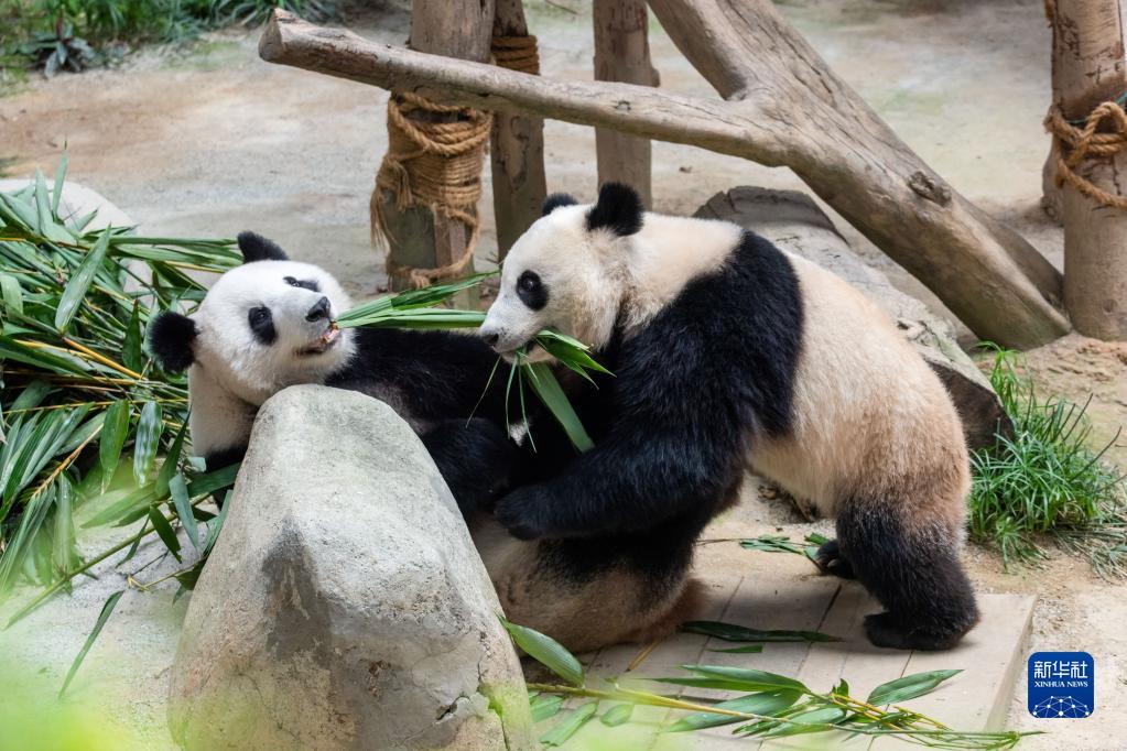 Panda gergasi Liang Liang dan Sheng Yi. (Foto/Xinhua)