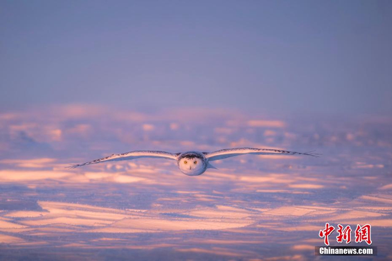 “Hedwig” di Medan Salji Hulunbuir