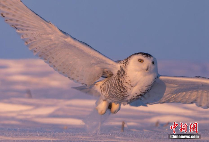 “Hedwig” di Medan Salji Hulunbuir