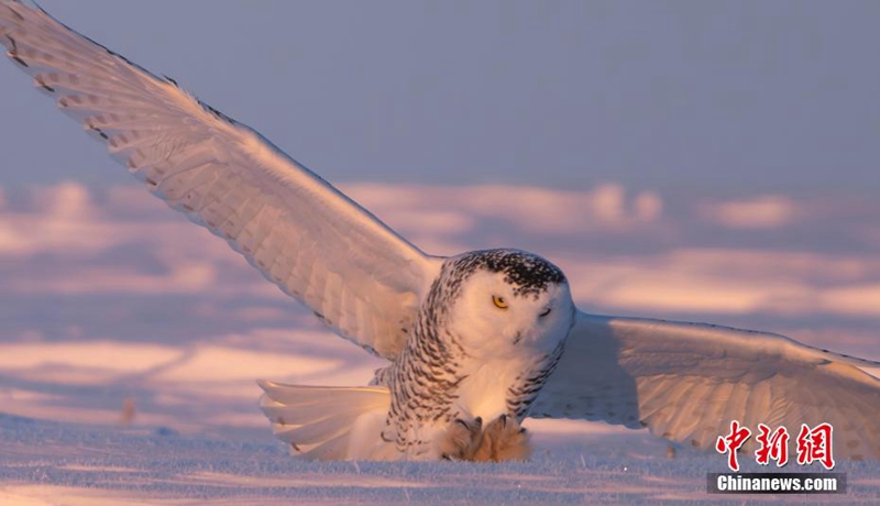 “Hedwig” di Medan Salji Hulunbuir