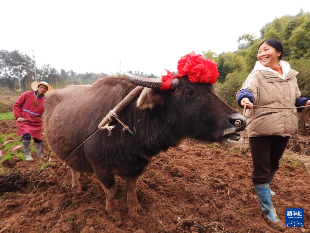 Petani di Dazhou, Sichuan membawa lembu membajak di sawah, mendoakan cuaca baik dan tuaian banyak. (Foto/Xinhua)
