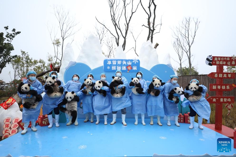 Kakitangan mendakap anak panda gergasi semasa acara penampilan berkumpulan di Pangkalan Penyelidikan Pembiakan Panda Gergasi di Chengdu, provinsi Sichuan, barat daya China, 2 Februari 2024. (Pangkalan Penyelidikan Pembiakan Panda Gergasi Chengdu/Xinhua)
