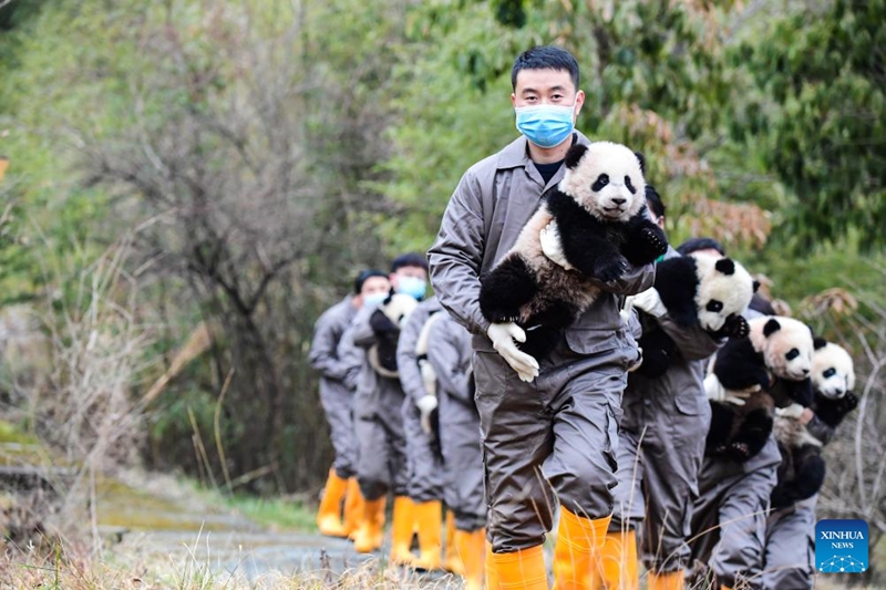 Anak Panda Tampil Berkumpulan di Sichuan