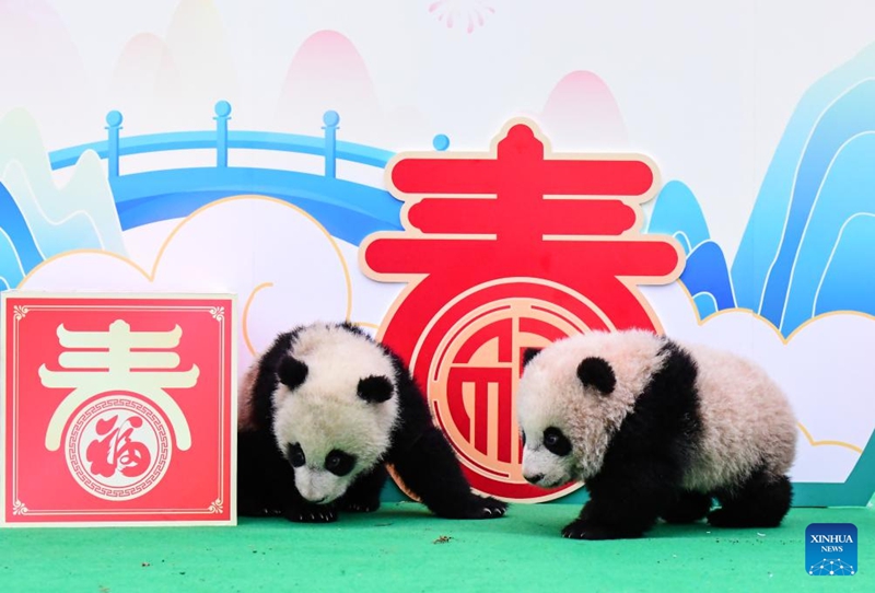 Anak Panda Tampil Berkumpulan di Sichuan
