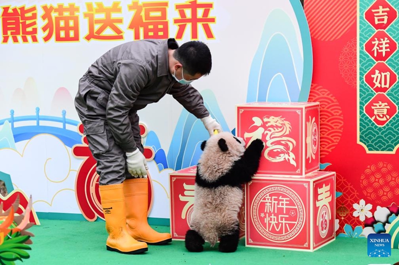Anak Panda Tampil Berkumpulan di Sichuan