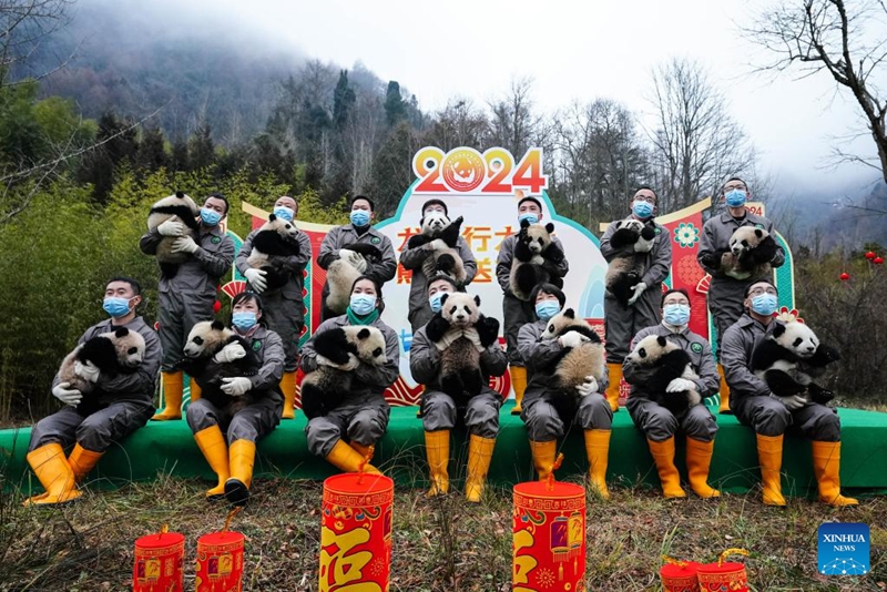 Anak Panda Tampil Berkumpulan di Sichuan