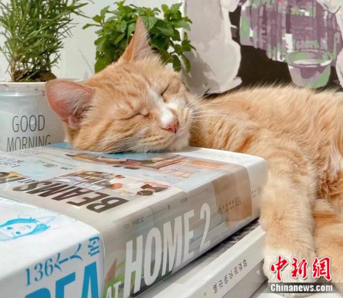 Foto menunjukkan kucing kesayangan Cik Chi yang berumur lebih 10 tahun. (Foto ihsan Cik Chi dan diterbitkan oleh China News Service.)