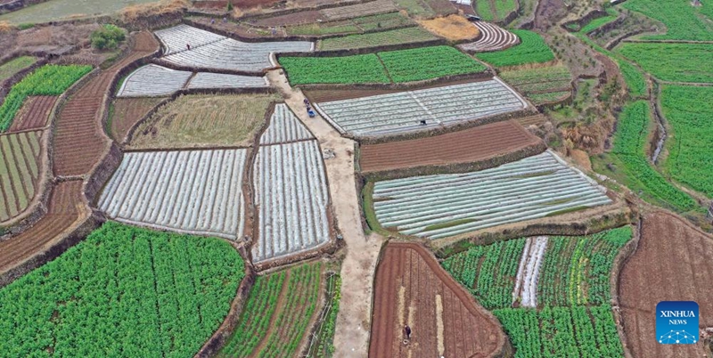 Petani Seluruh China Tambah Sibuk Menjelang Yushui
