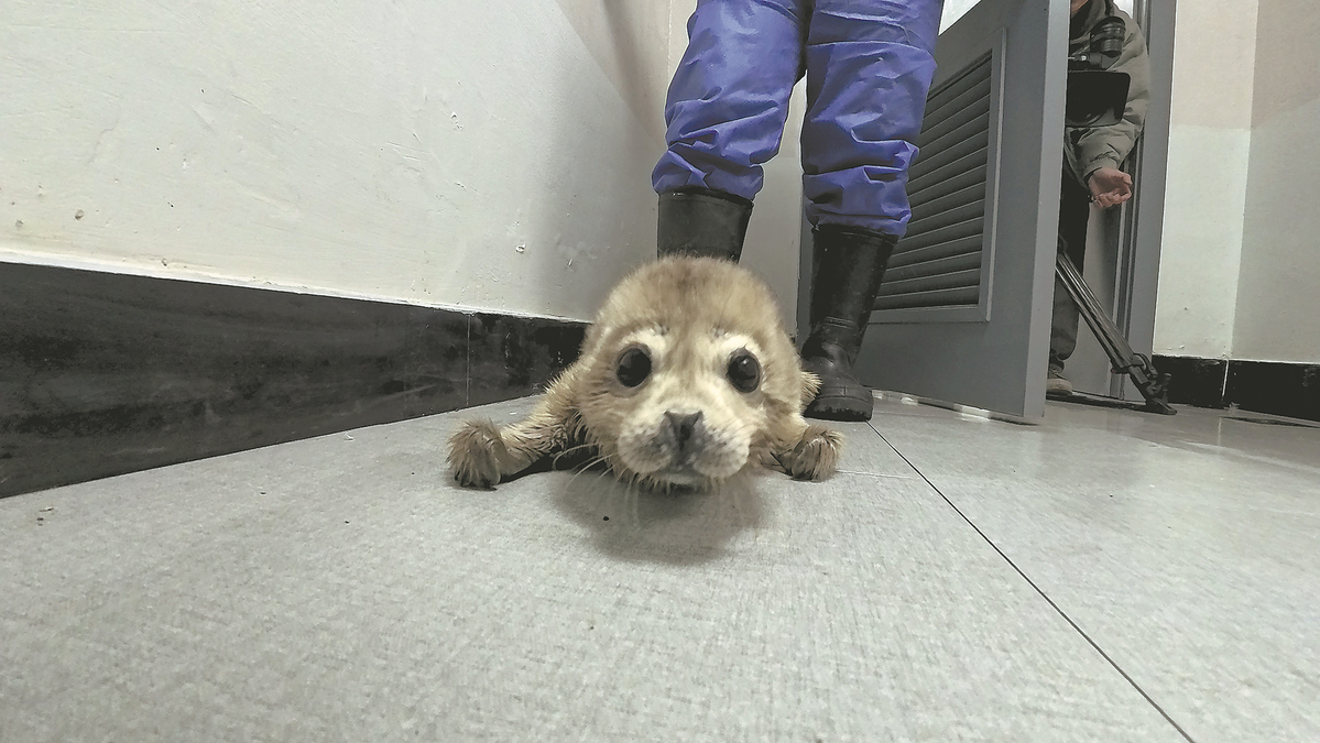 Anak anjing laut di pusat penyelamat marin di Dalian, provinsi Liaoning. (China Daily/Li Xuejin) 