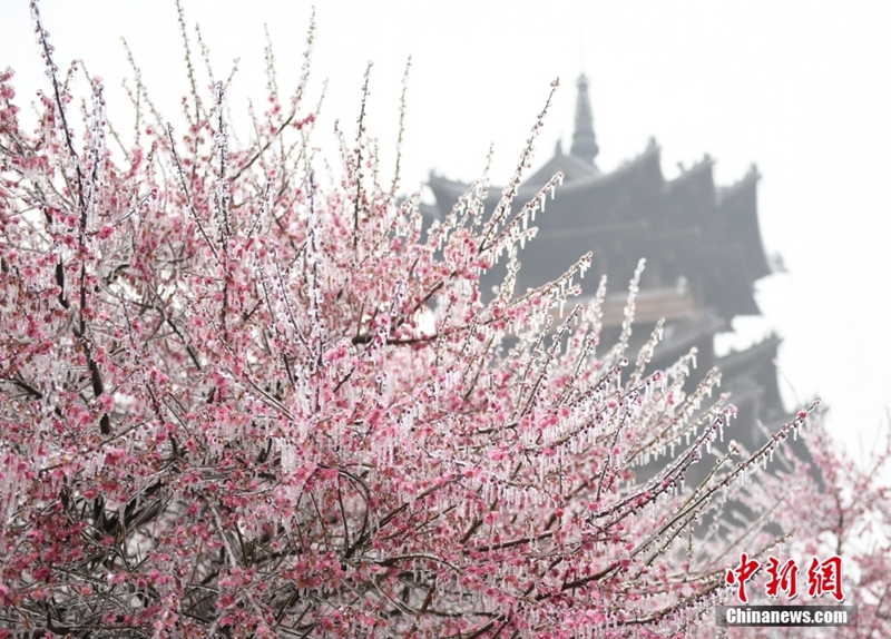 Pada 26 Februairi, bunga plum di hadapan Pavilion Wangchen di bandar Hanghzou, provinsi Zhejiang dibaluti ais. (China News Service/Wang Gang)