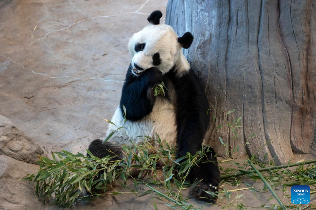 Tanam Buluh untuk Sang Panda dalam Kesejukan Finland