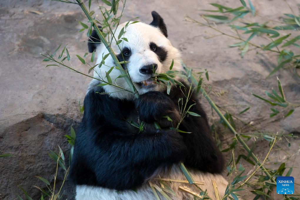 Tanam Buluh untuk Sang Panda dalam Kesejukan Finland