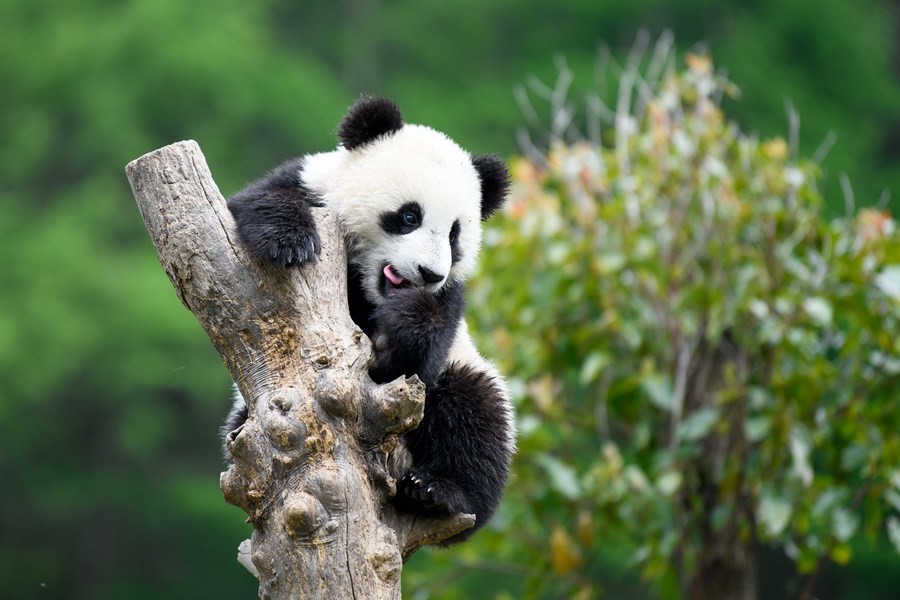 Gambar yang diambil pada 24 April 2022 menunjukkan panda gergasi di Wolong National Nature Reserve, Sichuan.(Foto/Xinhua)
