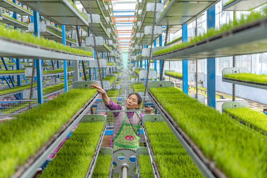 Seorang pekerja memeriksa perkembangan anak benih di sebuah pangkalan pembiakan anak benih pintar di Shuangxing, pekan Xianlong, bandar Chongqing, barat daya China, 12 Mac 2024. (Xinhua/Huang Wei)