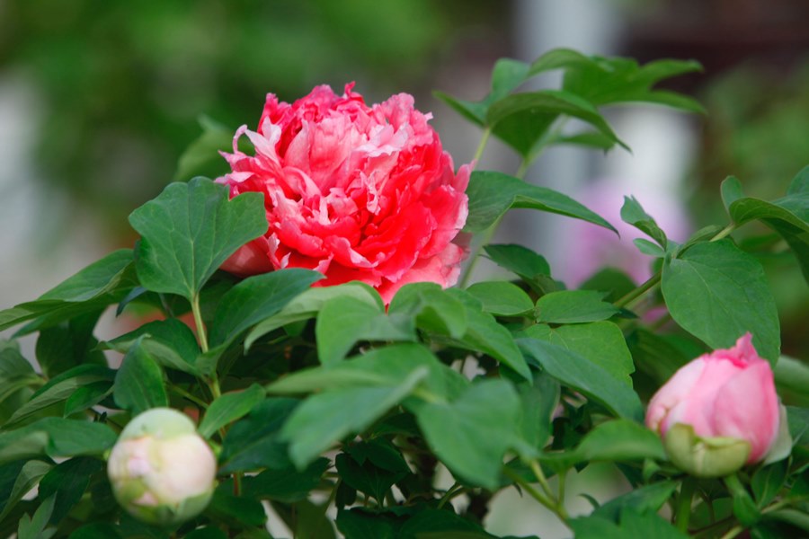 Masa Tepat untuk Hayati Bunga Peony di Luoyang