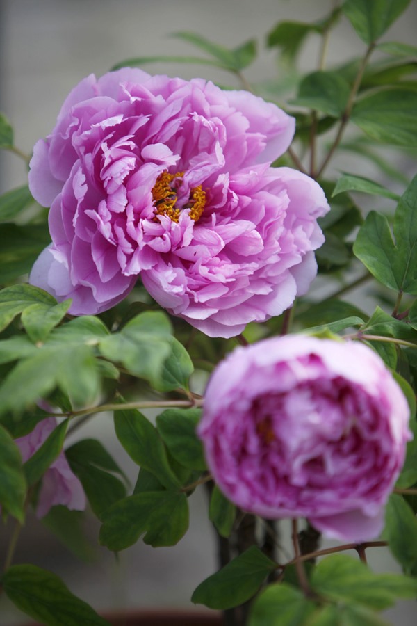 Masa Tepat untuk Hayati Bunga Peony di Luoyang