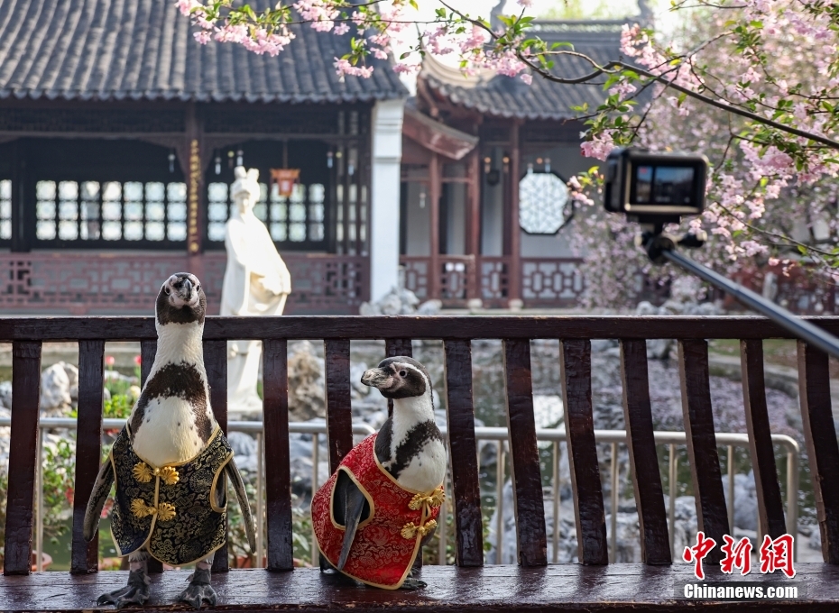 Penguin Pakai Sut Tang, Nikmati Musim Bunga di Nanjing