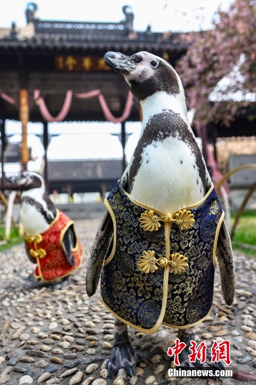 Penguin Pakai Sut Tang, Nikmati Musim Bunga di Nanjing